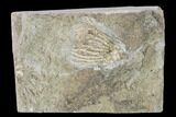 Two Fossil Crinoids (Eretmocrinus & Rhodocrinites) -Gilmore City, Iowa #148686-2